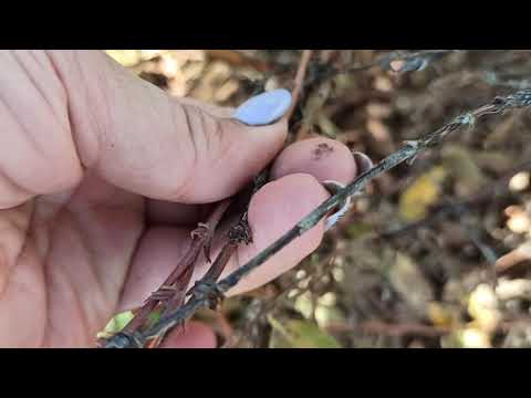 Видео: Хотите Супер жимолость - обрежьте и подкормите кусты в сентябре!!!