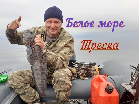 Видео: БЕЛОЕ МОРЕ/ТРЕСКА/ЗУБАТКА