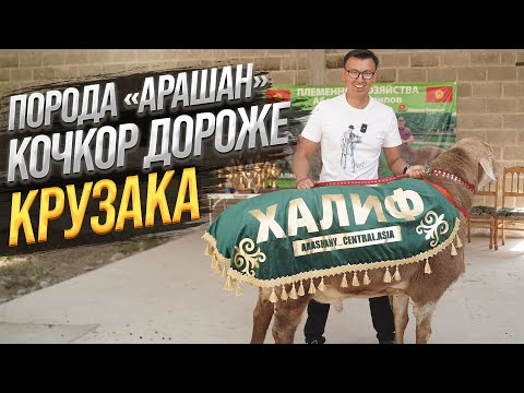 Видео: Самый БОЛЬШОЙ Баран ДОРОЖЕ Машины и Квартиры – Овцы породы «Арашан» как бизнес