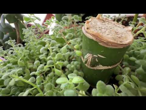 Видео: ОБЗОР РАСТЕНИЙ НА БАЛКОНЕ. МНОГИЕ НА ПРОДАЖУ