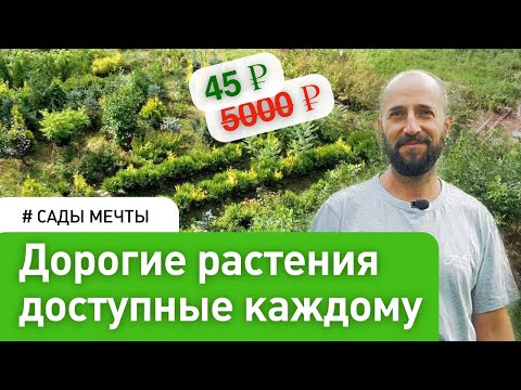 Видео: Малоуходный питомник растений - Выгодно и эффективно. Денис Сафронов  #СадыМечты #СадовыйЭксперт