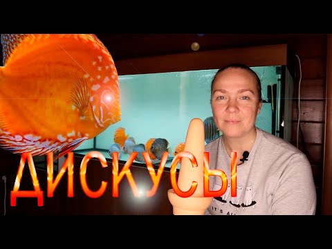 Видео: Дискусы