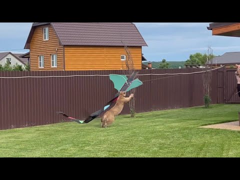 Видео: Воздушный змей! Пума Месси в восторге от нового развлечения!