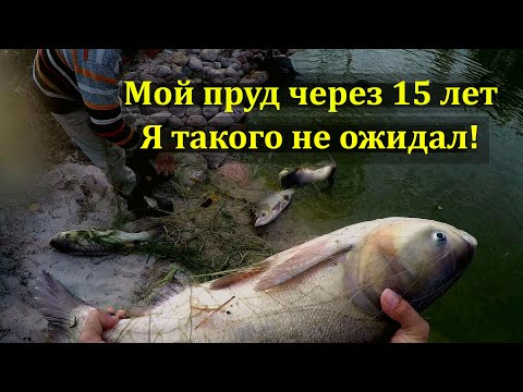 Видео: Пруд на участке. Рыбалка сетями. Рыбалка.