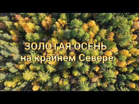 Видео: Золотая осень