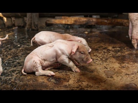Видео: Смерть поросят, отёчная болезнь, кормлю свиней сеном.