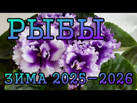 Видео: РЫБЫ таро прогноз на ЗИМУ 2025 2026 года декабрь 2025, январь и февраль 2026
