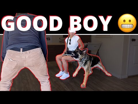 Видео: ЛУЧШЕЕ «наказание» за лай на людей, которое может ИСПРАВИТЬ вашу собаку и принести вам спокойствие.