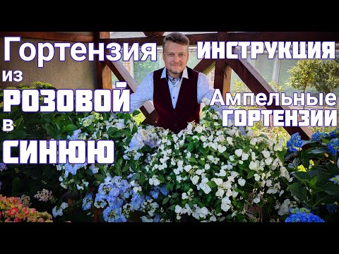 Видео: ЛУЧШЕЕ УДОБРЕНИЕ ! ОБРЕЗКА! Весь ЦИКЛ ВЫРАЩИВАНИЯ ! Как из розовой ГОРТЕНЗИИ сделать СИНЮЮ