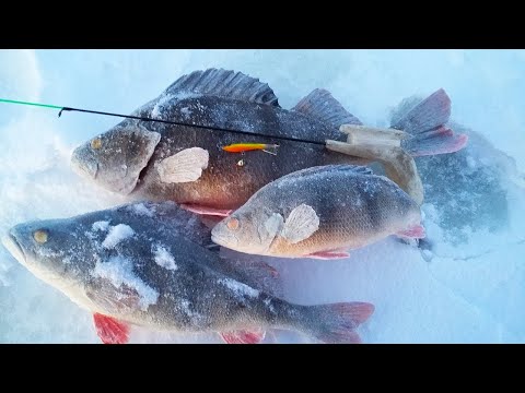 Видео: ЗА ТАКИМИ ГОРБАЧАМИ МЫ СЮДА ПРИЕХАЛИ! Окунь на балансир, рыбалка зимой 2021 22