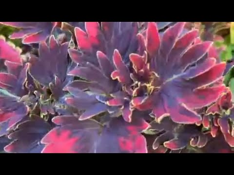 Видео: Болмо гулу. Жаны сорт ондуруунун сыры 😊