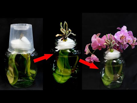 Видео: Орхидея Отрастит Корни И Зацветет Навсегда! РАЗОБЛАЧЕНИЕ ОБМАНА!