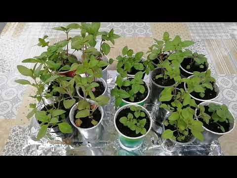 Видео: Годеция. ч.5. Завтра высадка в грунт.