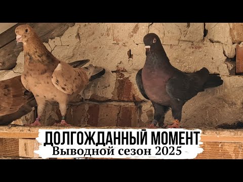 Видео: КАК СФОРМИРОВАЛ ПАРЫ! БАКИНСКИЕ МРАМОРНЫЕ ГОЛУБИ | СЕЗОН 2025 | Almond pigeons breeding