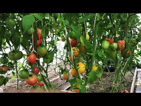 Видео: Выбор сортов томатов для сезона 2024 Часть -2