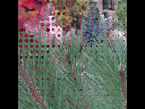 Видео: 6 ноября 2024 г.