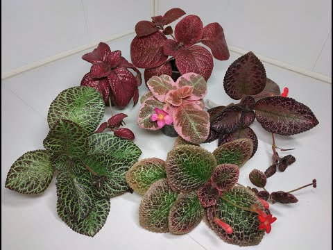 Видео: Растения едут в новый дом #1