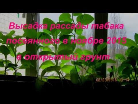 Видео: ДНЕВНИК ТАБАКОВОДА № 8 ( 5.05.16. Высадка в открытый грунт рассады табака ) ТАБАК