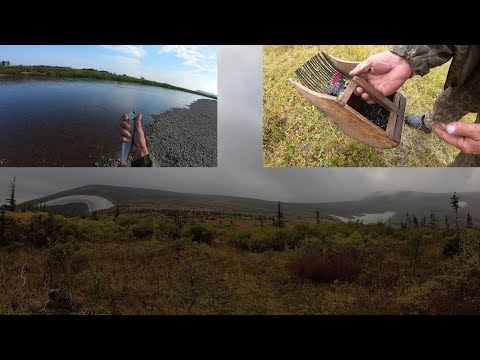 Видео: К ЛЕДНИКАМ ЗА ЧЕРНИКОЙ, ГОРНАЯ ТАЙГА!!! РЫБАЛКА НА ХАРИУСА.