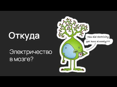 Видео: Нейроцитология: от клетки к мозгу