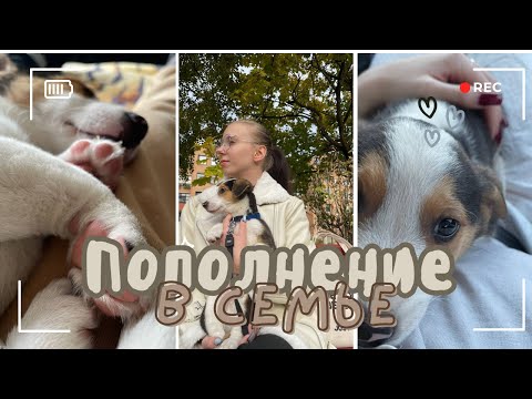 Видео: Завели ещё одну собаку 🐾 / #влог / #распаковка /  #собака/ #покупки/ #пара / #семья