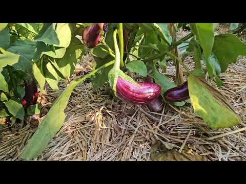 Видео: ➡️desivladovska.com🌱🌼 Природата си знае работата! 🐞🌍- Деси Владовска 