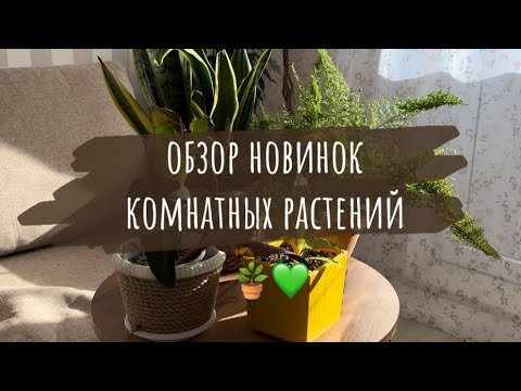 Видео: Обзор новинок комнатных растений 💚🪴 ноябрь
