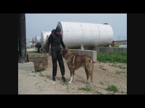 Видео: Питомник - Пират, дочери Пирата, сестра и племянник Чаргаса!!!