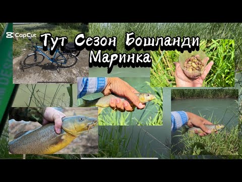 Видео: Бу аригда Котта Маринкалар Тут га яхши чикябди..17 мая 2025 г.