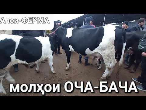 Видео: Молбозор худжанд моли оча бача ба фуруш баромад ҳатман тамошо кунед