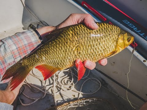 Видео: Ловля краснопёрки на ультралайт. Ловля вприглядку. В поисках крупной краснопёрки.
