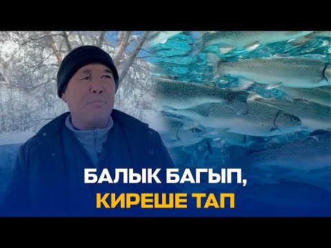 Видео: БАЛЫК БАГЫП, КИРЕШЕ ТАП // РЕГИОН