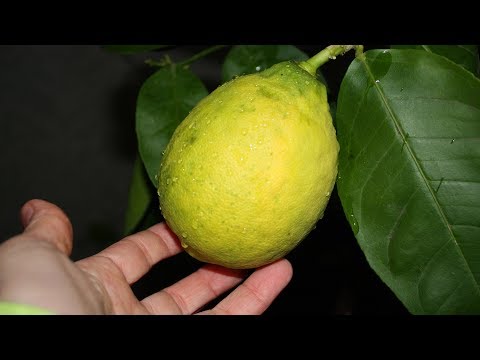 Видео: Дерево сад  Прививка на комнатный лимон апельсина и клементина  Часть 1