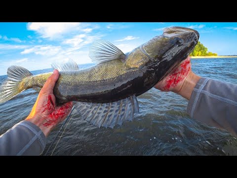 Видео: РУКИ В КРОВЬ! ЛОВИЛ СУДАКА, А КЛЮНУЛА ОНА С ГЛУБОКОЙ ЯМЫ. Рыбалка на спиннинг 2023