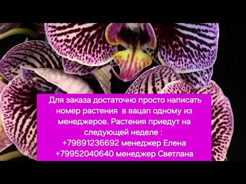 Видео: Обзор новой поставки Фаленопсисов и Каттлей! Шикарные растения! Как заказать в описании под видео.