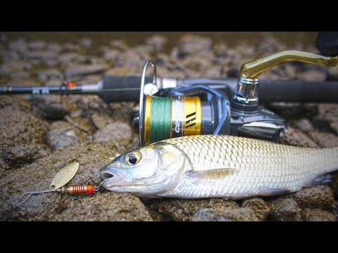 Видео: ОТКРИХ НЕВЕРОЯТНО МЯСТО ПЪЛНО с КЕФАЛИ! (Спининг риболов на КЕФАЛ | CHUB FISHING)