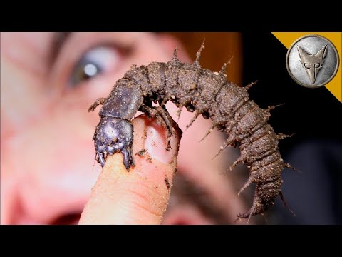 Видео: Ухапан от извънземно 😲 Топ 5 извънземни същества в Brave Wilderness Български