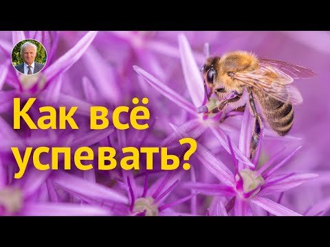 Видео: КАК ВСЁ УСПЕВАТЬ?