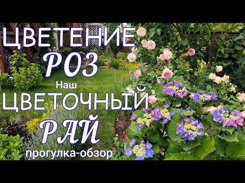 Видео: Цветение РОЗ в нашем САДУ. Сорта , подкормки , обработки .Прогулка - обзор ПРЕКРАСНОГО САДА .