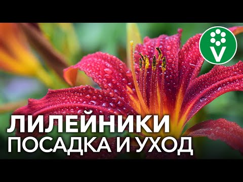 Видео: ЛИЛЕЙНИКИ БУДУТ ЦВЕСТИ КАК НИКОГДА, если вы их омолодите и посадите так