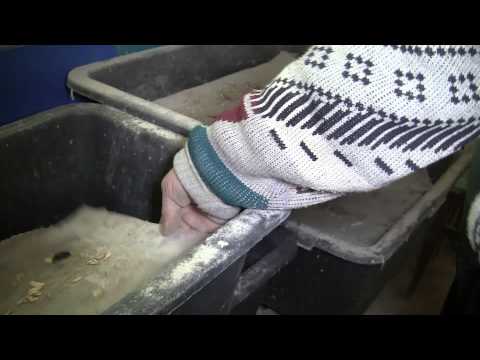 Видео: ЛПХ Феникс. Зофобас (Зоофобус) и мучной червь