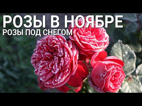 Видео: Розы в ноябре