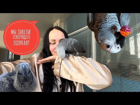 Видео: Купили попугая жако! Первый месяц живет с нами 🦜🥹 #жако #попугай #попугайжако #birds #parrot