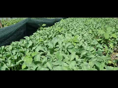 Видео: Тарзӣ сабзонидани тухми Гулкарам тобистонда Барселона F1 Хазера HAZERA Голландия