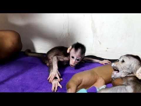 Видео: ЕСЛИ ВЫ НЕ МОЖЕТЕ ПРОЯВИТЬ ТЕРПЕНИЕ, НИКОГДА НЕ ГЛАДИТЕ ДЕТЕНЫША ОБЕЗЬЯНКИ!!! СЛОЖНО