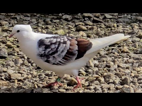 Видео: Породы иранских голубей и наименования их окрасов на их  языке (Ali & Madjids  Iranian Pigeons )