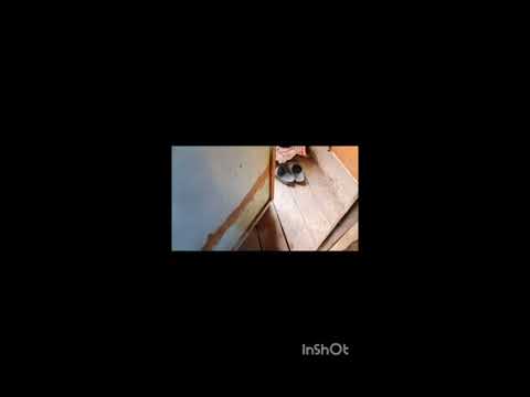 Видео: Разбор скибиди Кира 3 часть 1 (ремейк) от тв мена титана 3.0