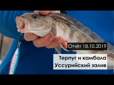 Видео: Рыбалка на терпуга. Уссурийский залив. Октябрь 2019