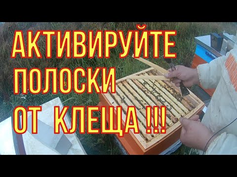 Видео: Как активировать полоски от клеща. Борьба с клещём варроа. Работы на пасеке.