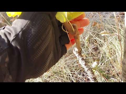 Видео: Присаждане чип бъдинг на круша - резултат